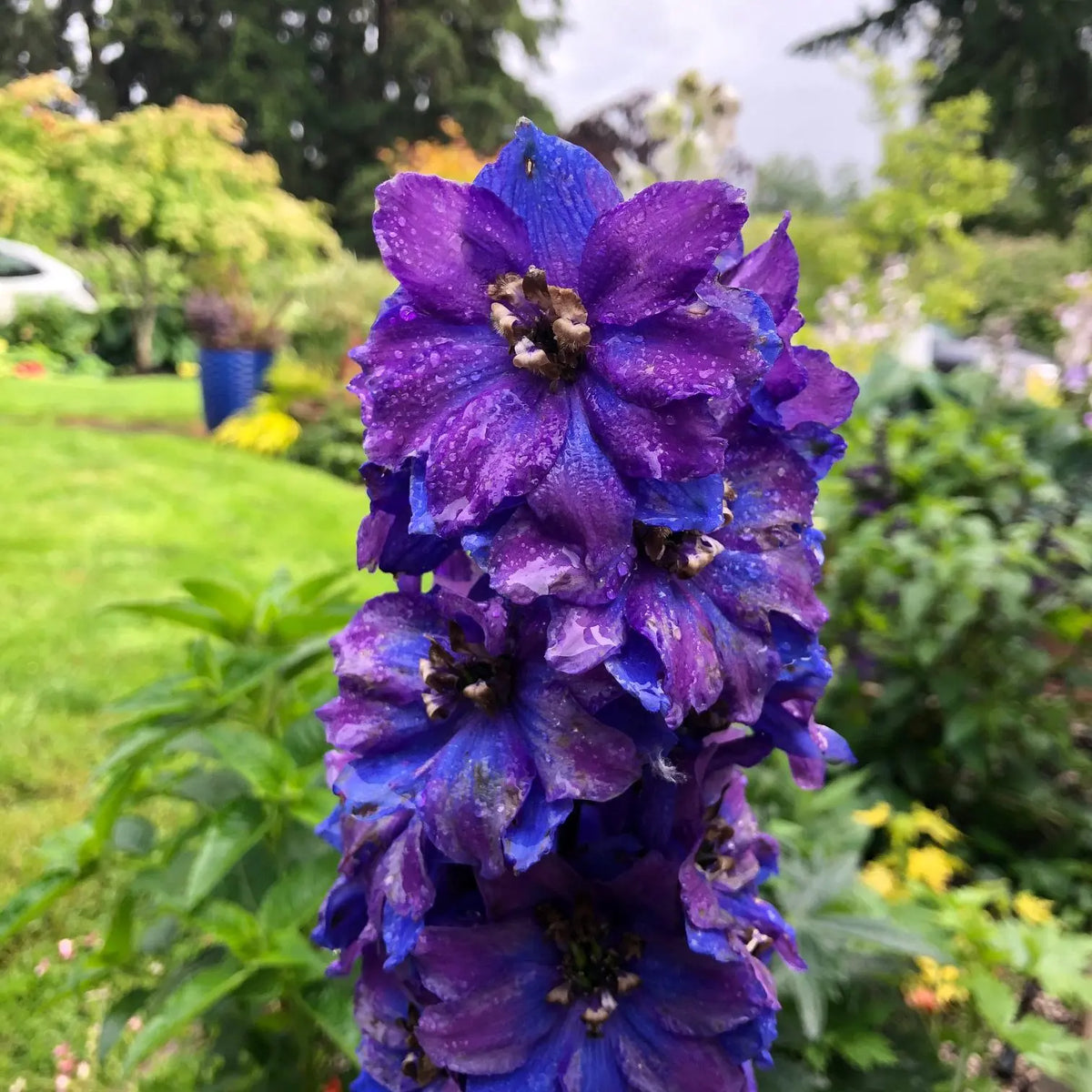 Delphinium elatum 'Dark Blue' (Dark Blue Delphinium)