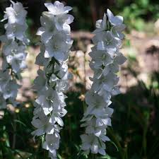 Delphinium Elatum ‘Casablanca’ (White Delphinium)