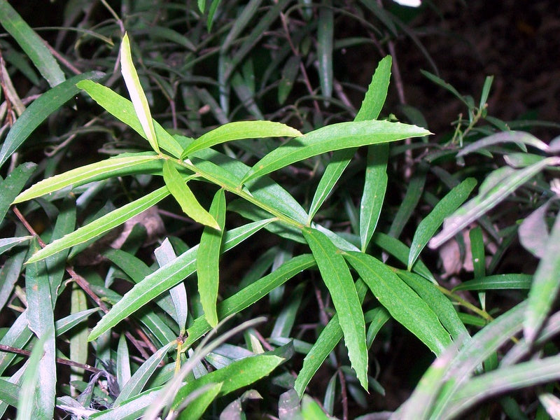 Denhamia Silvestris (Narrow-Leaved Orangebark)
