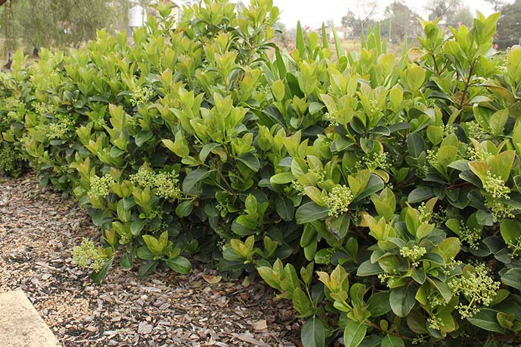 Viburnum odoratissimum ‘VOC1’ DENSE FENCE™ (Sweet Viburnum Dense Fence)