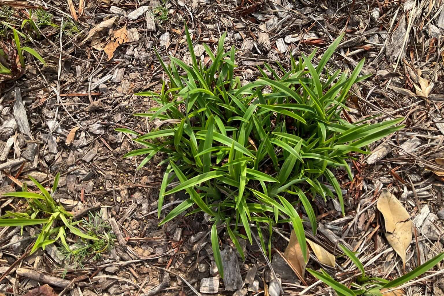 Dianella caerulea ‘Baby Breeze™’
