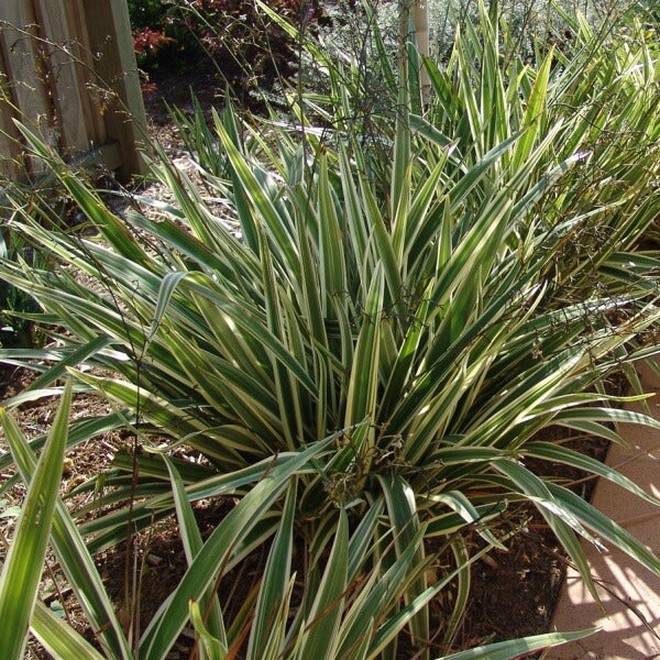 Dianella Hybrida ‘Silver Streak’™ (Variegated Flax Lily)