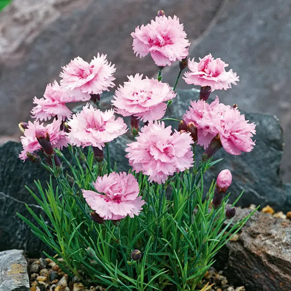 Dianthus Plumarius ‘Pike’s Pink’ (Pike’s Pink Pink Carnation)