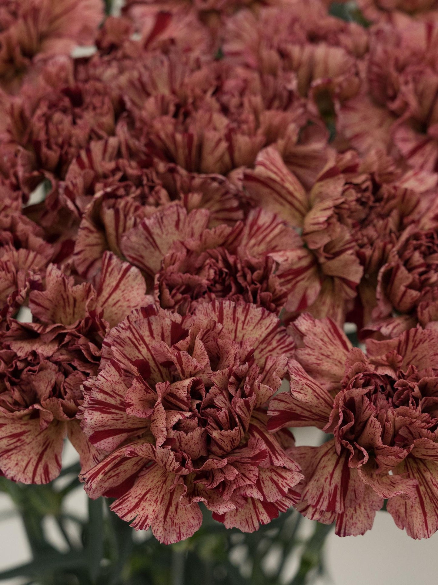 Dianthus caryophyllus (Carnation ‘Sprint’)