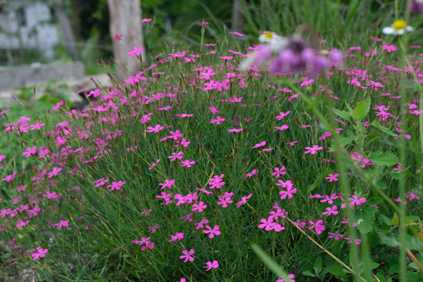 Dianthus Deltoides ‘Salmon Baby’ (Salmon Baby Maiden Pink)