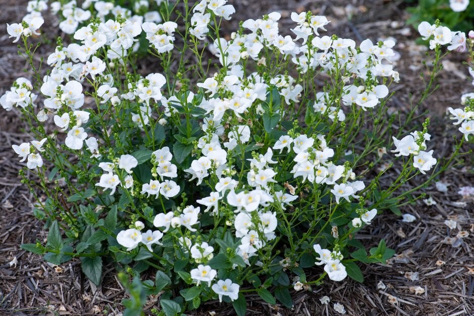 Diascia spp. (Classic White)