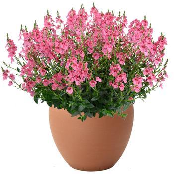 Diascia Trinity Pink