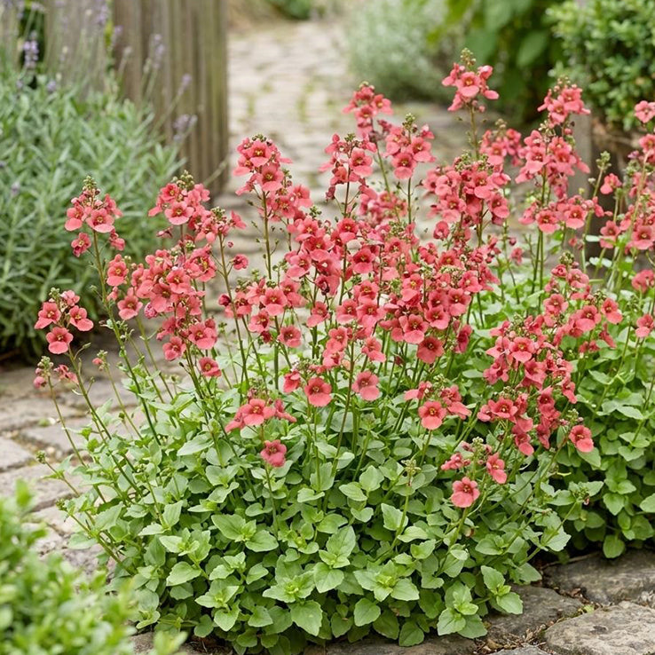 Diascia 'Coral' (Coral Twinspur)