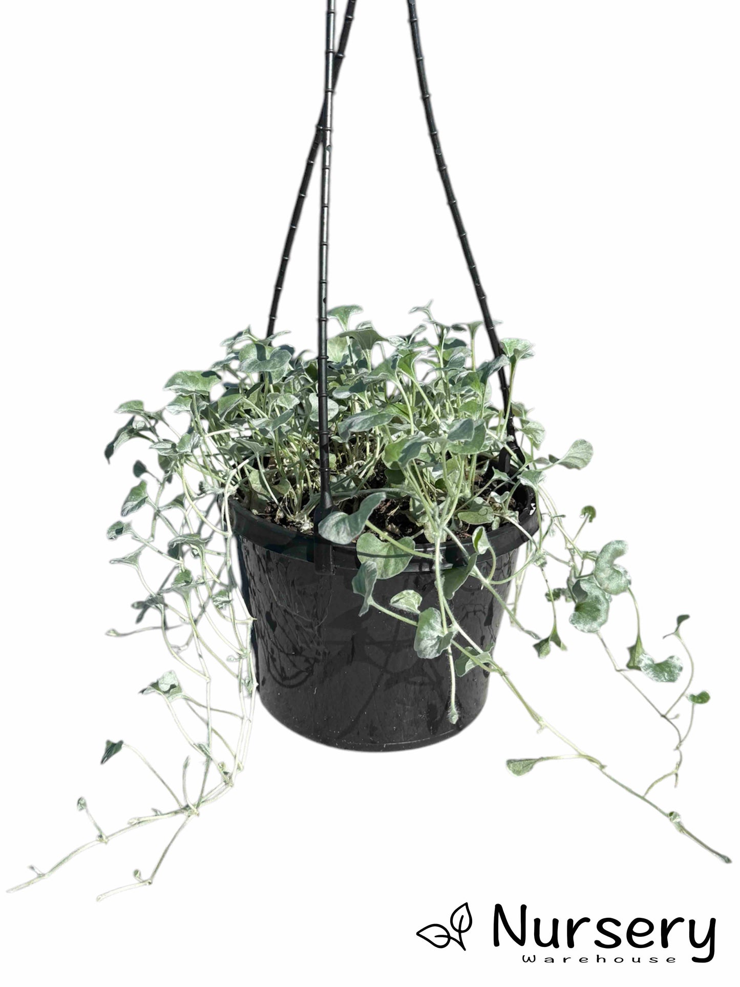 Dichondra Argentea (Silver Falls)