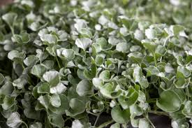Dichondra Argentea ‘Silver Surfer’ (Silver Surfer Dichondra)