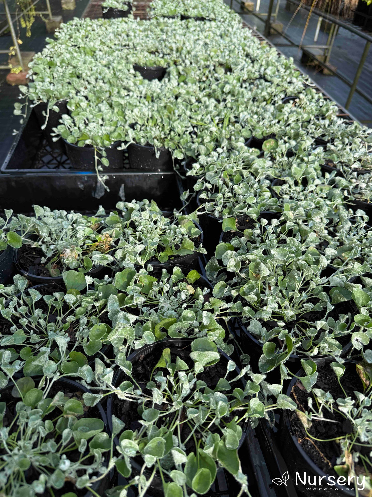 Trays of Dichondra Argentea (Silver Falls) plants for sale, showcasing dense silver foliage.