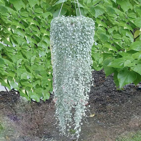 Silver Falls Dichondra cascading gracefully over a hanging pot.