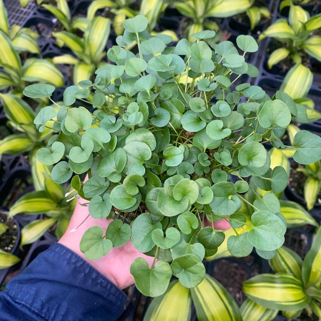 Dichondra repens ‘Emerald Falls’ (Kidney Weed / Emerald Falls Dichondra)