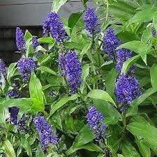 Dichorisandra Thyrsiflora (Blue Ginger)