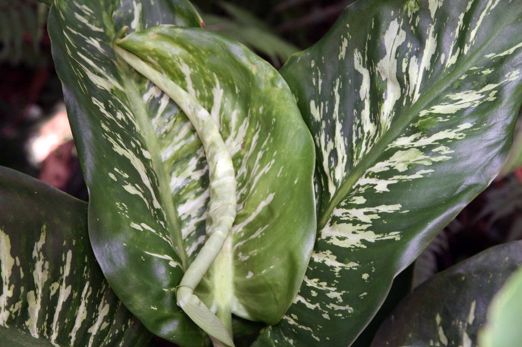 Dieffenbachia seguine 'Maculata Whitii' (Dumbcane / Tuftroot)