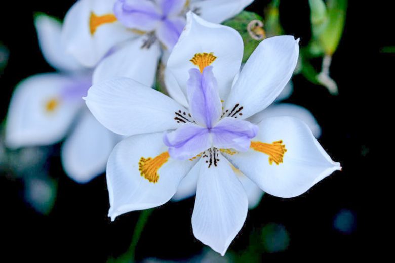Dietes grandiflora (Di1) Grand Star™