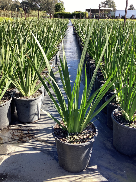 Dietes Iridioides (African Iris)