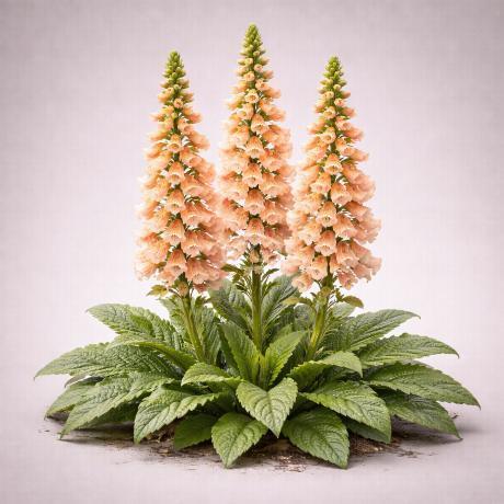 Digitalis Purpurea ‘Dalmatian Peach’ (Foxglove)