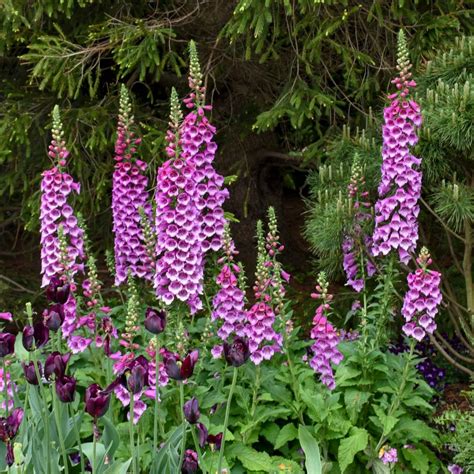 Digitalis Purpurea ‘Dalmatian Purple’ (Foxglove)