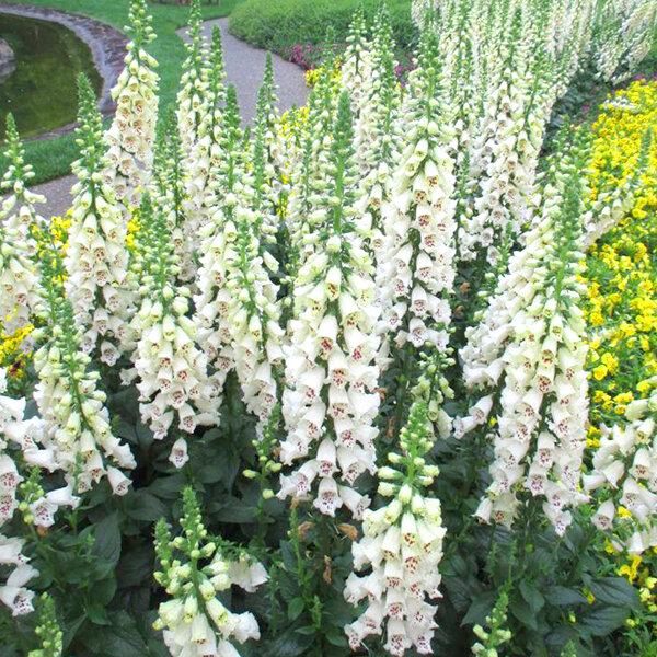 Digitalis Purpurea ‘Dalmatian White’ (Foxglove)