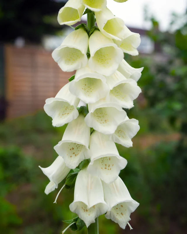 Digitalis purpurea 'Debutante White' (Debutante White Foxglove)