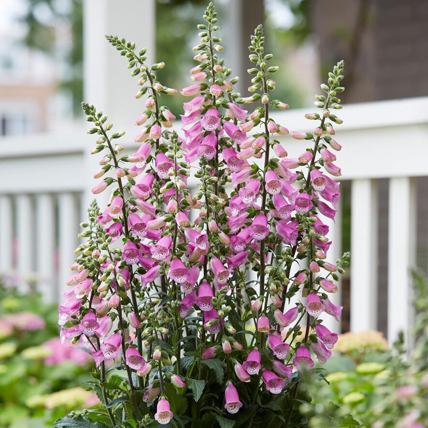 Digitalis ‘Panther’ (Foxglove)