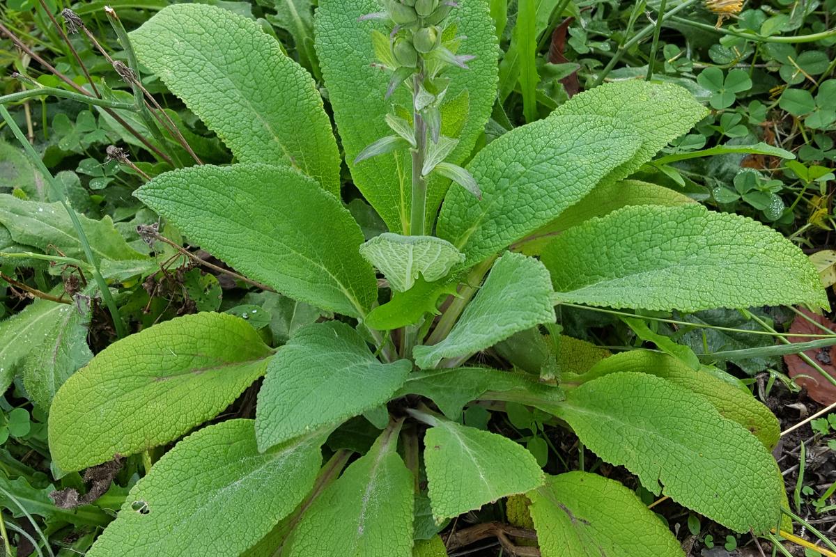 Digitalis purpurea (Pink Panther Foxglove)