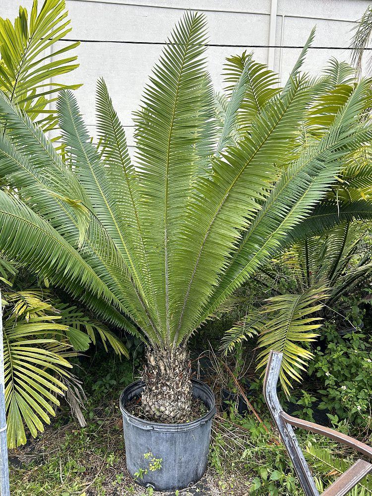 Dioon Mejiae (Tiusinte)