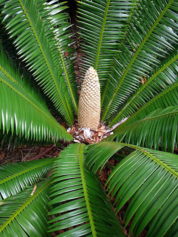 Dioon Mejiae (Mejia's Dioon)