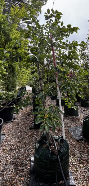 Persimmon - Fuyu Diospyros kaki Fuyu