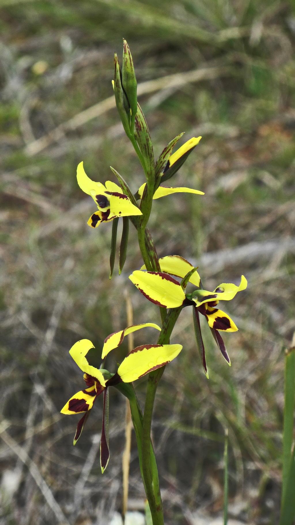 Diuris Sulphurea (Tiger Orchid)