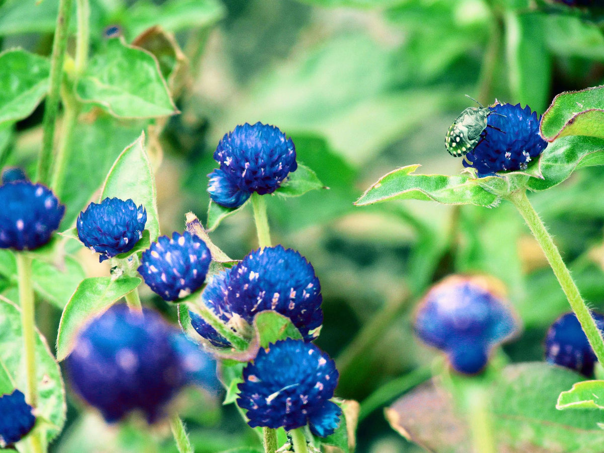 Gomphrena Globosa (Globe Flower Blue)