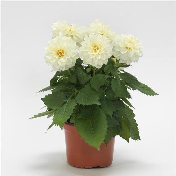 Dahlia 'Imagine Mini White' (Imagine Mini White Dahlia)