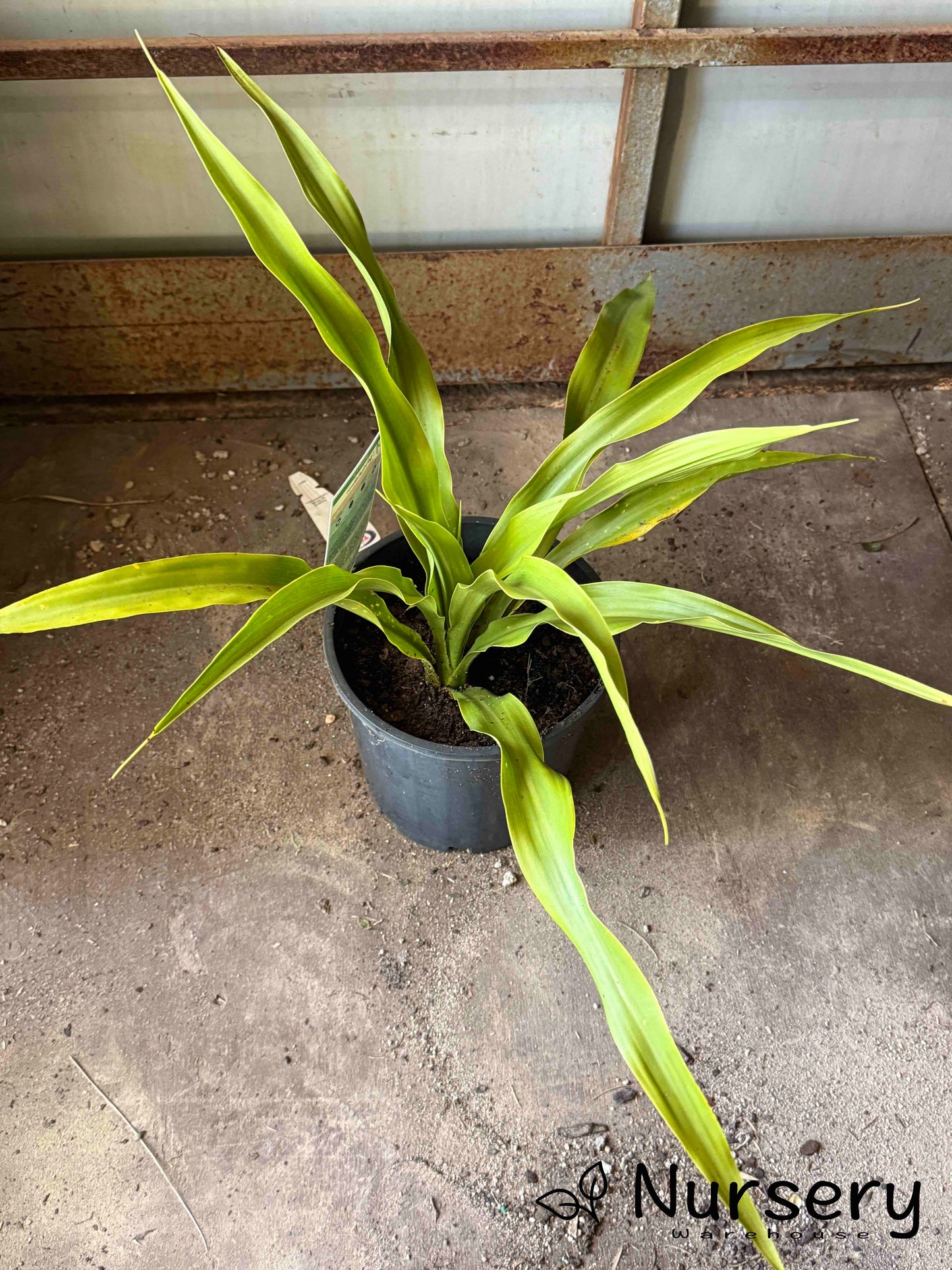 Doryanthes Excelsa (Gymea Lily)