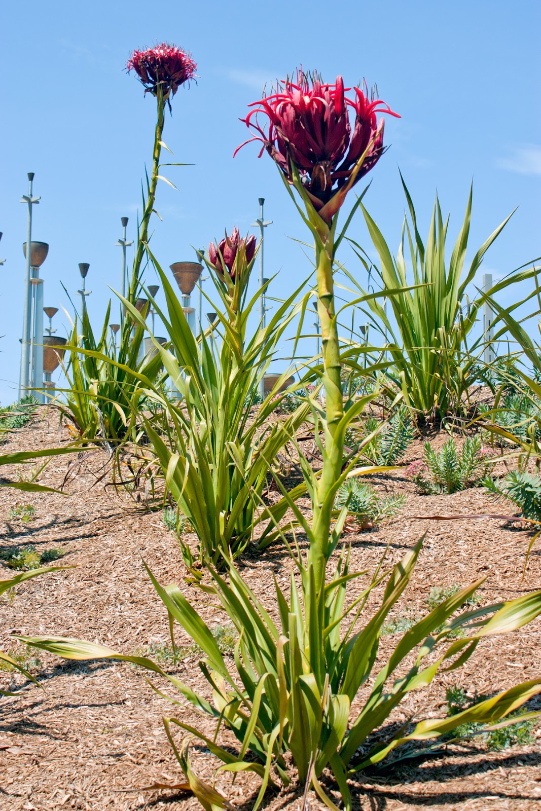gymea lily flower Gymea Lily – Bold Foliage & Red Spring Blooms