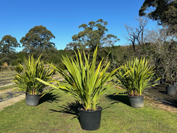 Doryanthes Excelsa (Gymea Lily)