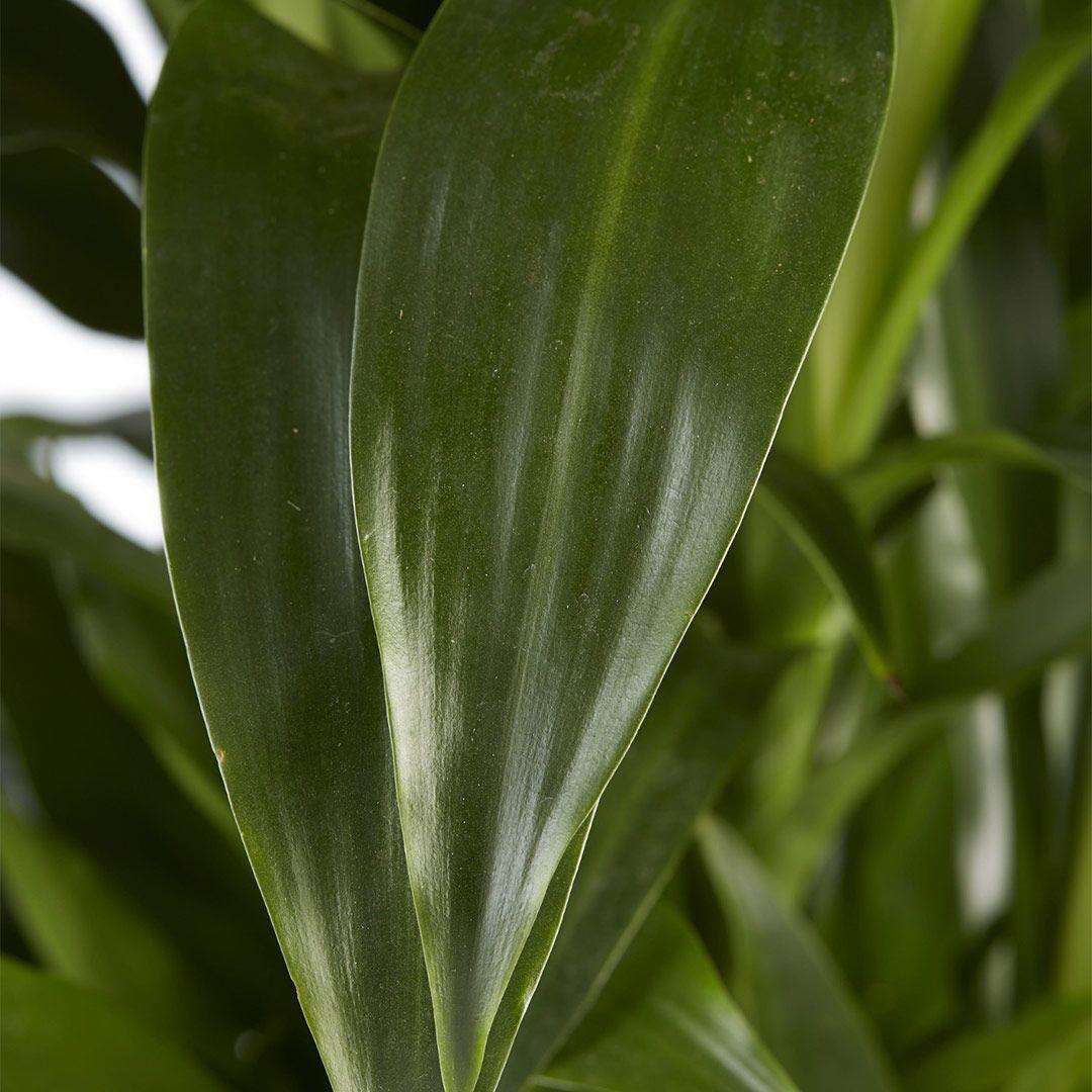 Dracaena deremensis ‘Janet Craig’ (Multi-Planted)