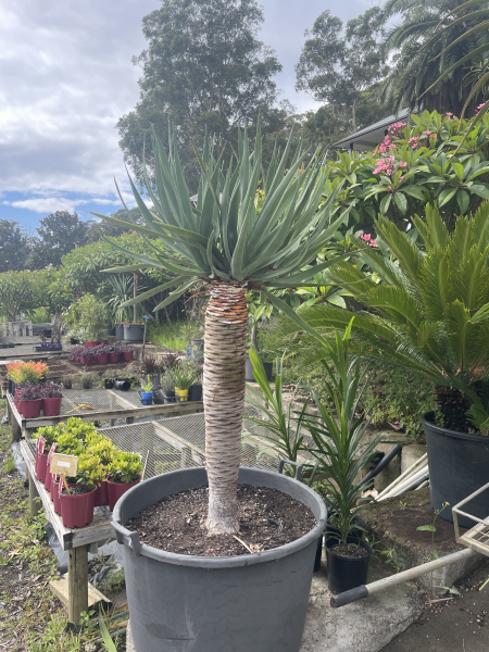 Dracaena Draco (Multi-Head Dragon Tree)