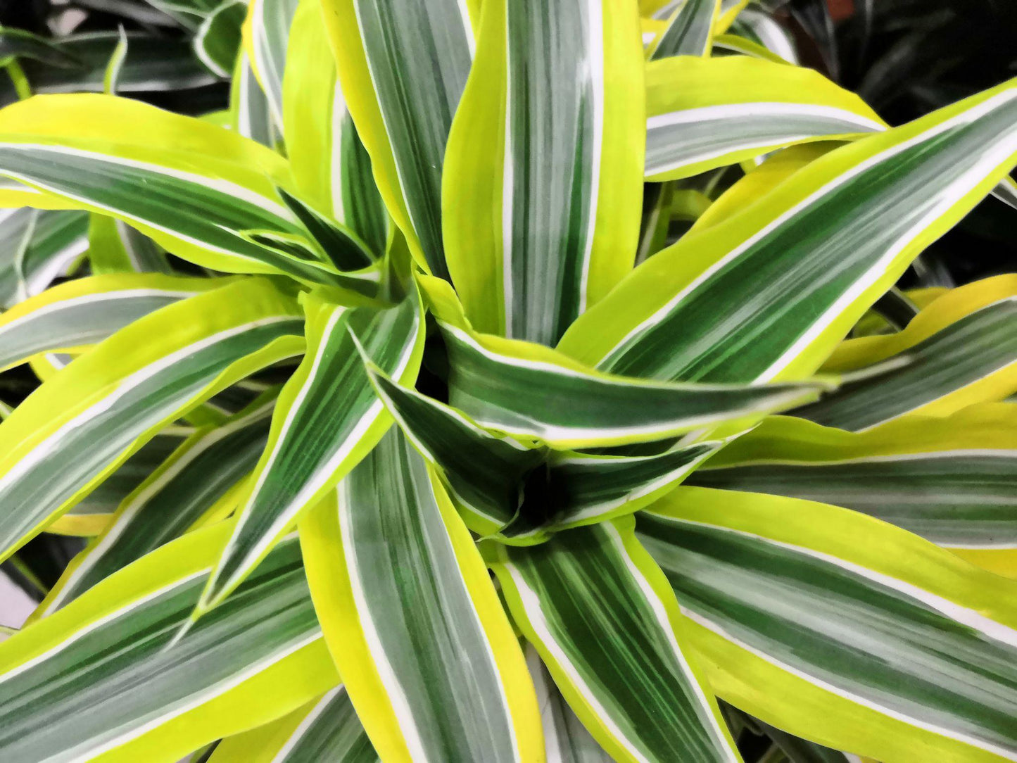 Dracaena reflexa 'Malay Stripe' (Malay Stripe / Song of India)