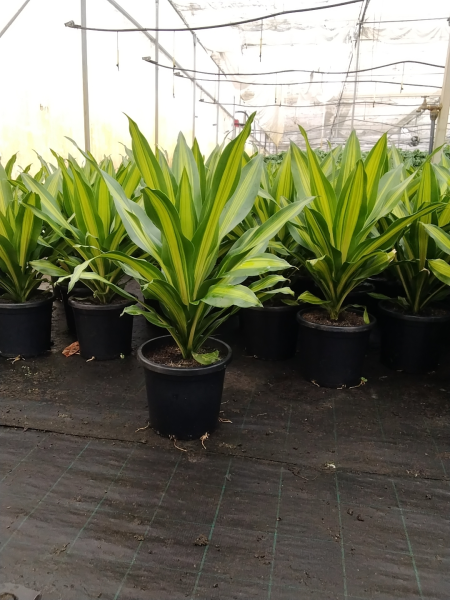 Dracaena fragrans 'Golden Heart' (Golden Heart Corn Plant)