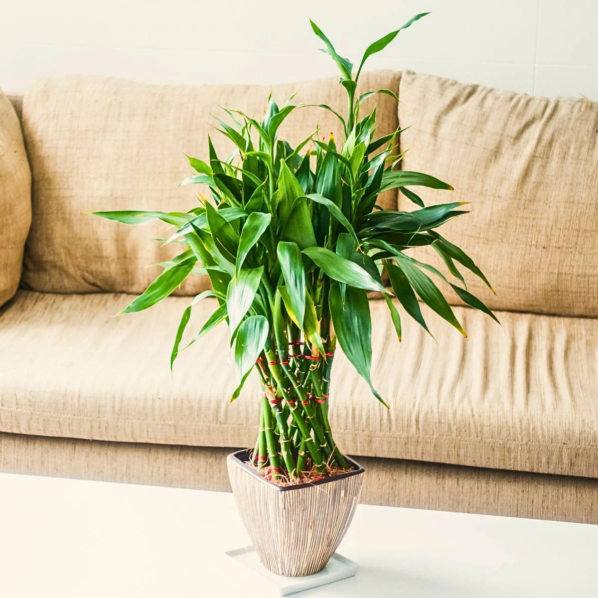 Dracaena sanderiana (Lucky Bamboo / Dracaena)
