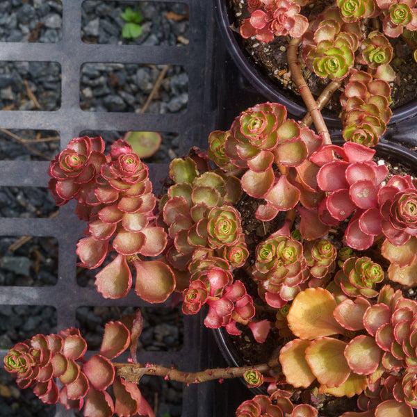 Sedum Spurium ‘Dragon’s Blood’ (Dragon’s Blood Stonecrop)
