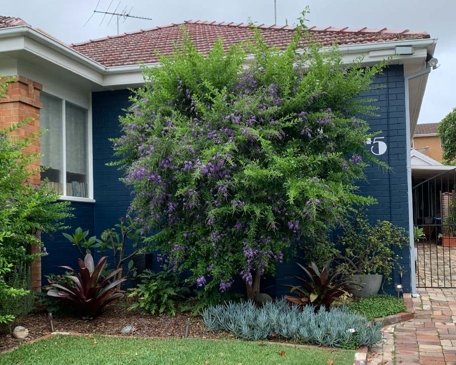 Duranta Erecta ‘Geisha Girl’