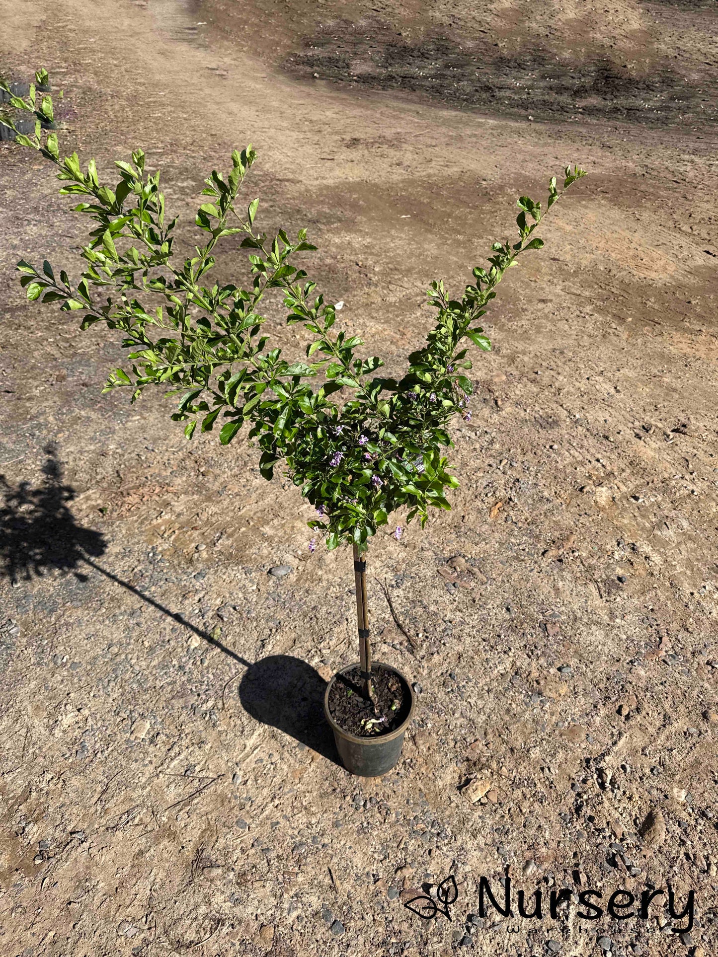 Duranta Erecta ‘Geisha Girl’
