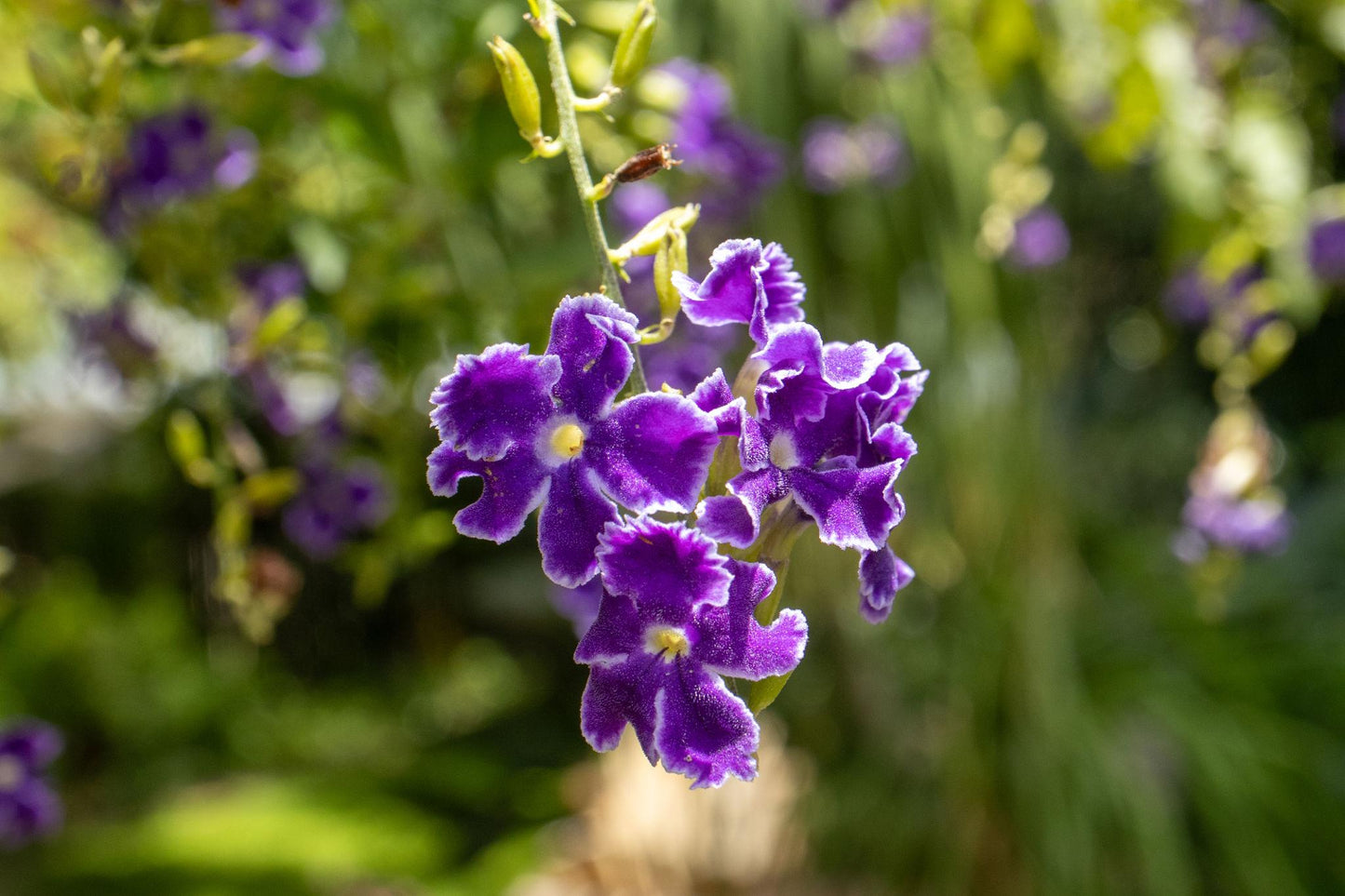 Duranta Erecta 'Sheena's Gold' (Golden Dewdrop)