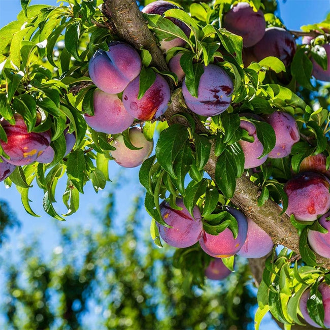 Prunus Salicina 'Sugar' (Plum Sugar) DWARF