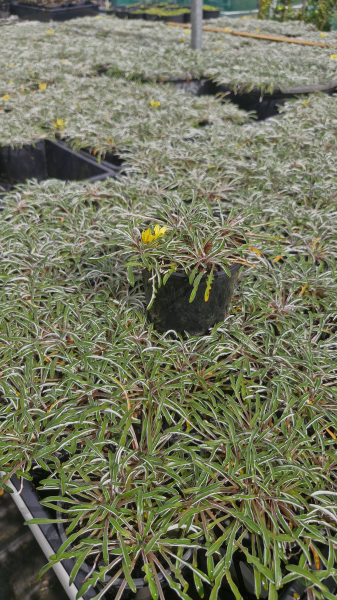 Dymondia Margaretae (Dymondia)