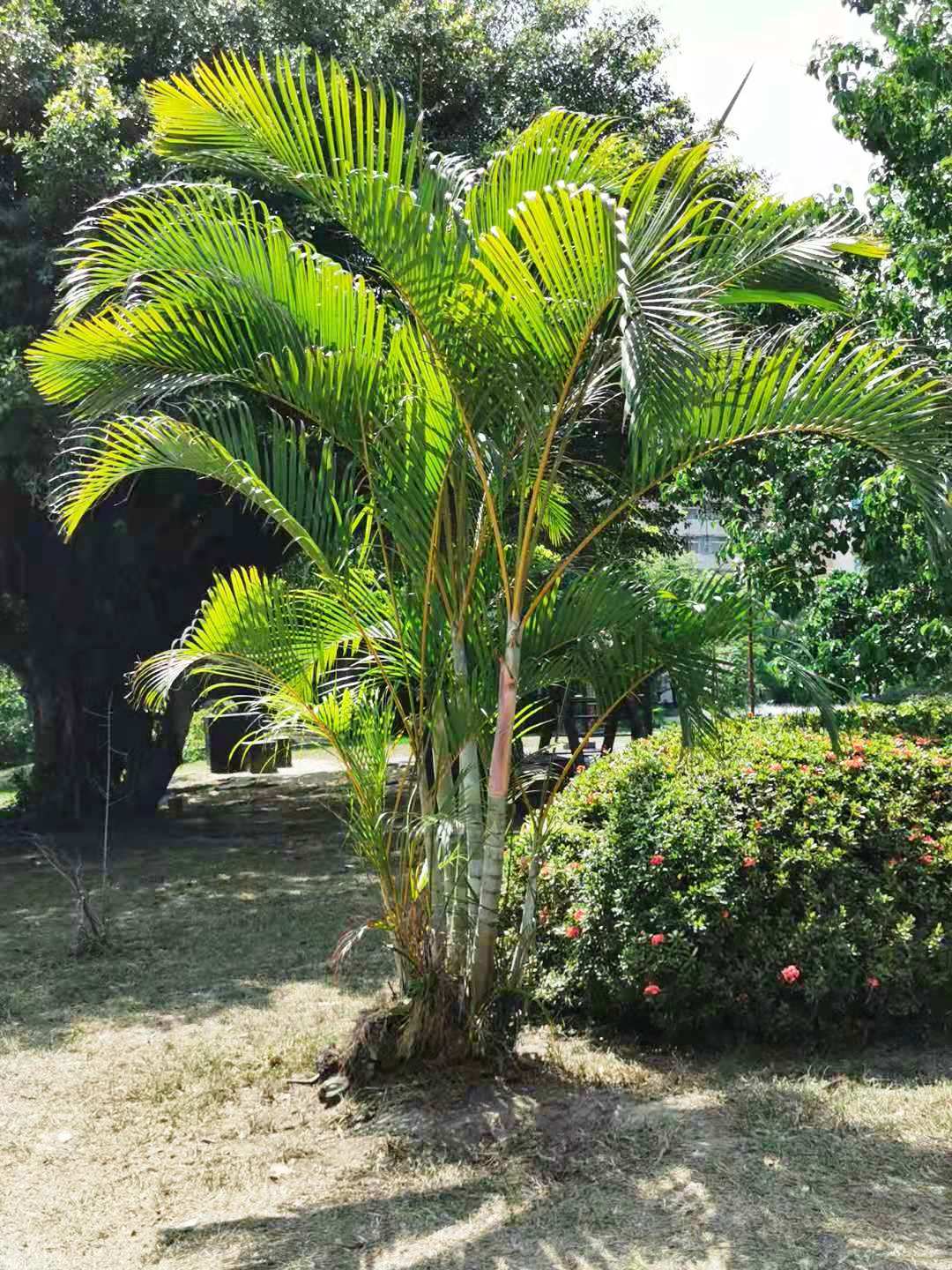 Dypsis Lutescens (Golden Cane Palm / Areca Palm)
