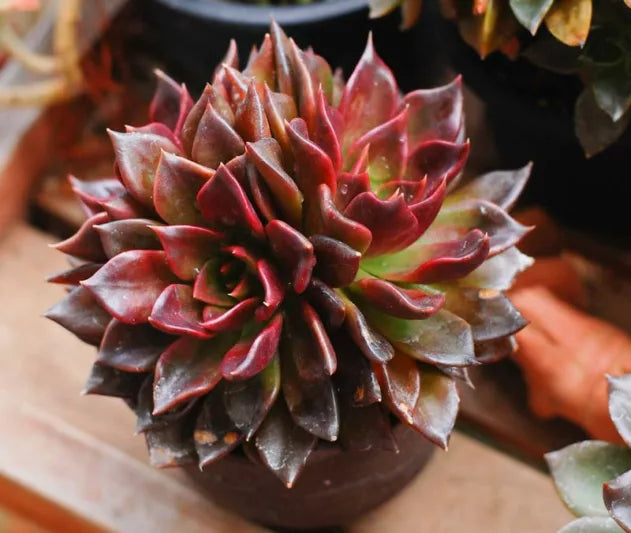 Echeveria Black Prince