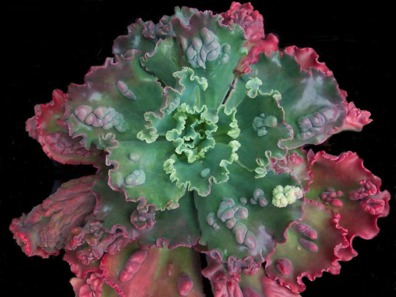 succulent with bumps on leaves Bumps Echeveria – Textured Rosette Succulent